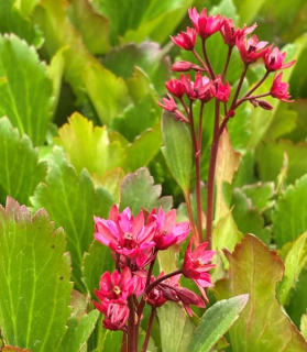 Mukgenia 'nova flame'®